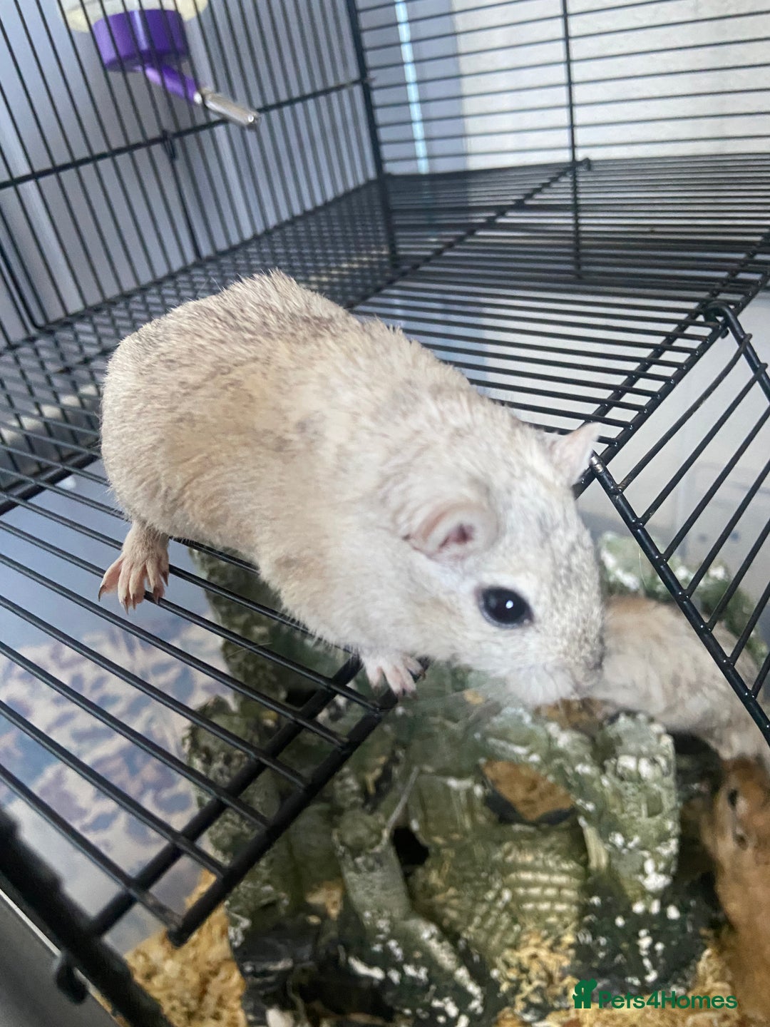 Gerbil rodents for sale: 5 male gerbals with cage for sale  - Image 5