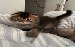 British Shorthair cats for sale: British short hair and Scottish fold  - Image 7