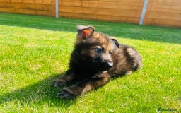German Shepherd dogs for sale: KC Registered German Shepard Babies 🐾🐾🐾 - Image 12