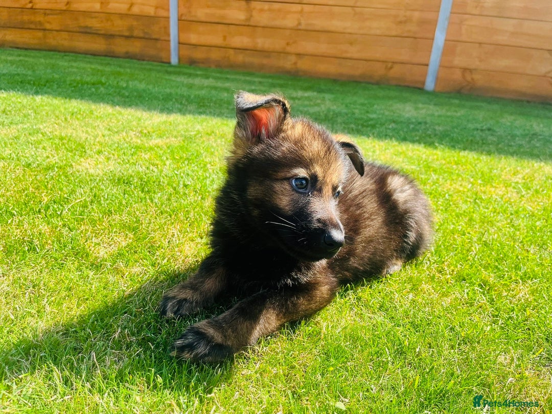 German Shepherd dogs for sale: KC Registered German Shepard Babies 🐾🐾🐾 - Image 12