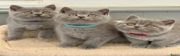 British Shorthair cats for sale: GCCF reg British Shorthair kittens ready to go now - Advert 7