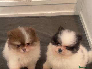 Pomeranian dogs 5 STAR POMERANIAN PUPPIES - Advert 4