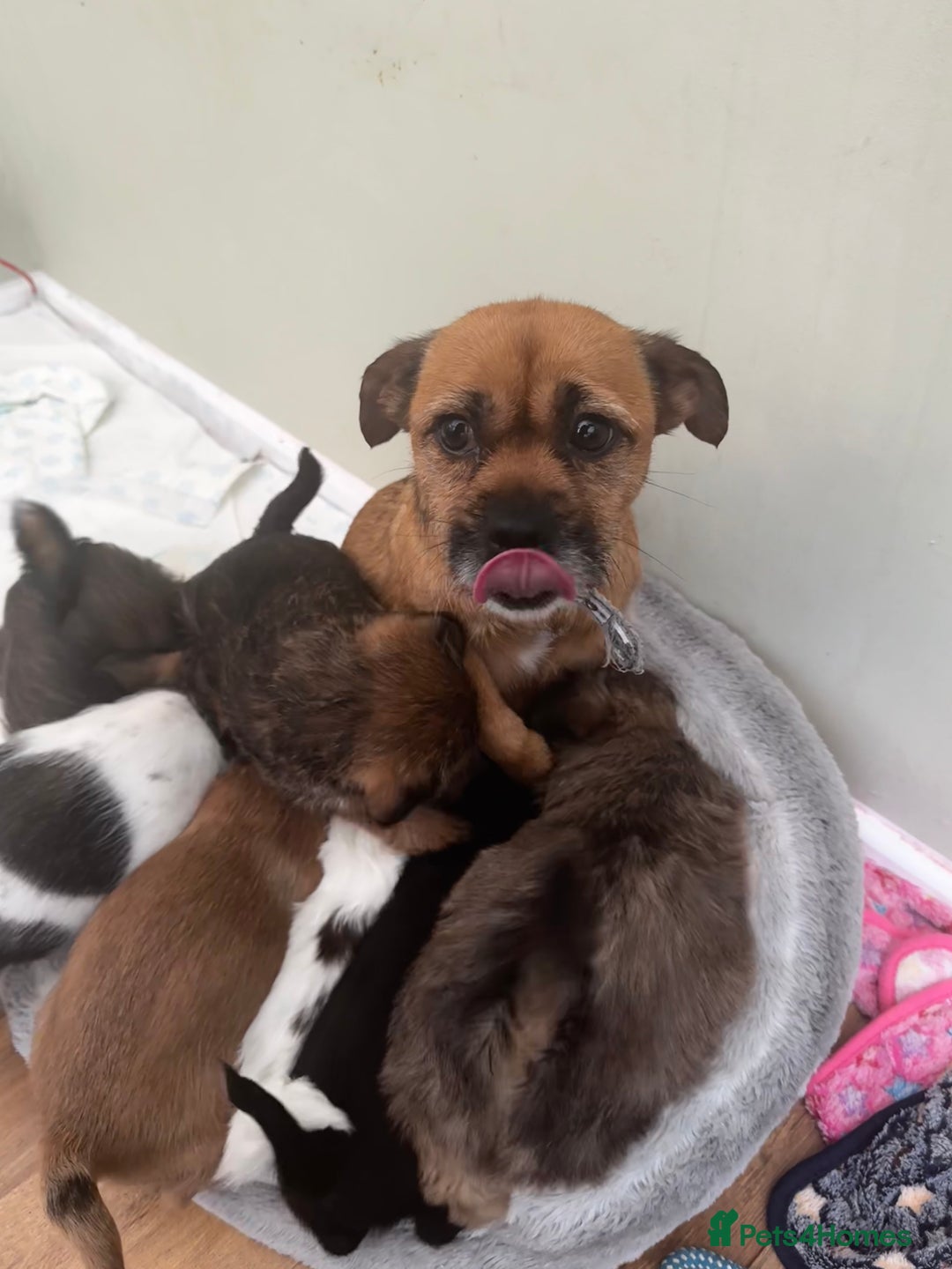 Mixed Breed dogs for sale: Shih Tzu cross patterdale pups - Advert 20