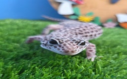 Leopard Gecko reptiles for sale: Leopard Gecko Breeding Pair Proven Male Female - Image 9