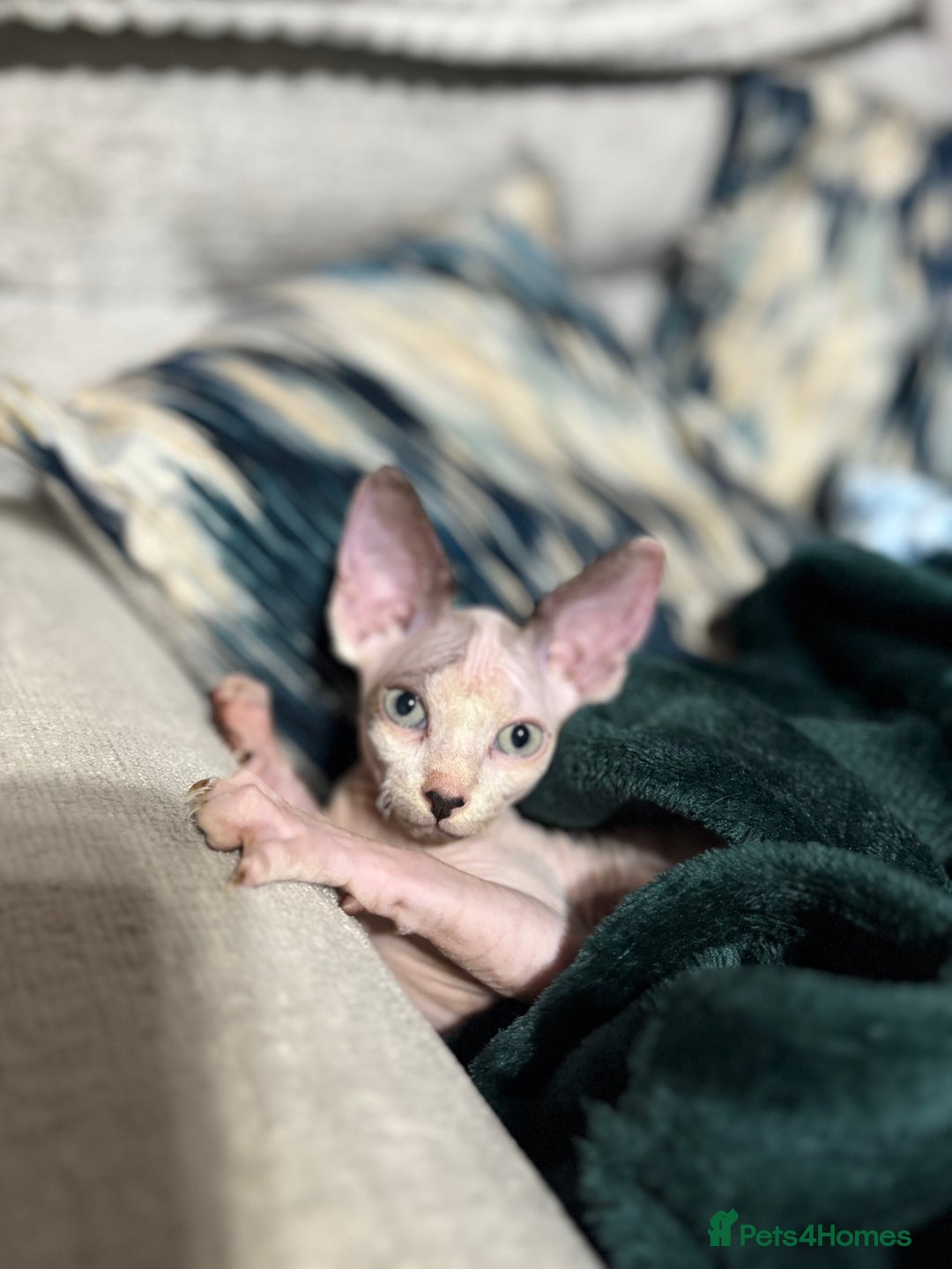 Sphynx cats for sale: Female sphynx cat 5 months old - Advert 12