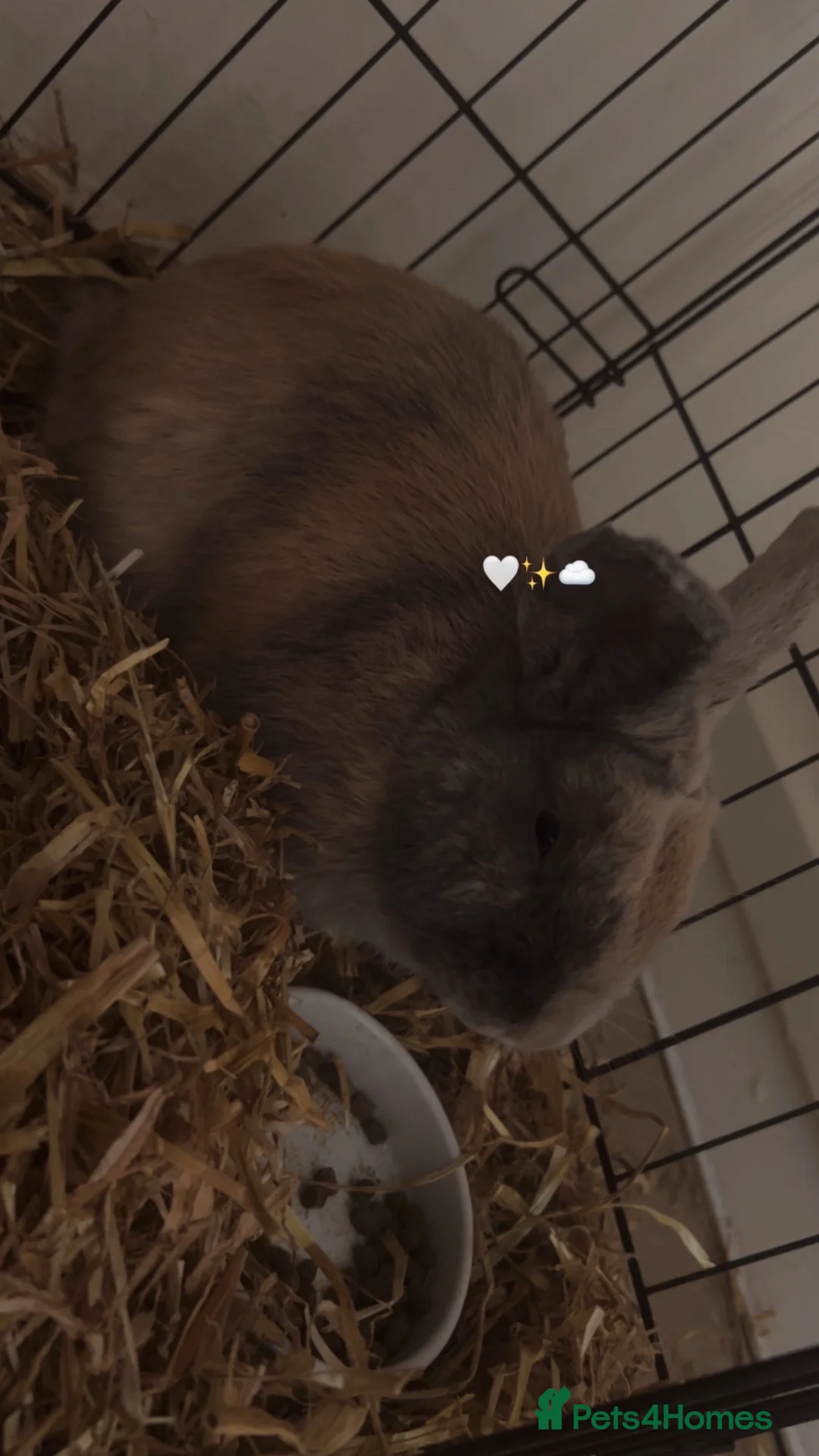 English rabbits for sale: Rabbit  - Advert 2