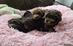 Cavapoo dogs for sale: Chocolate F1B Cavapoos. Health Tested.  - Image 26