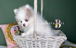 Pomeranian dogs for sale: 💛WAITING LIST NOW OPEN💛 - Image 5
