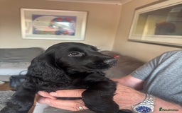 Cocker Spaniel dogs for sale: Cocker Spaniel Puppies - Image 7
