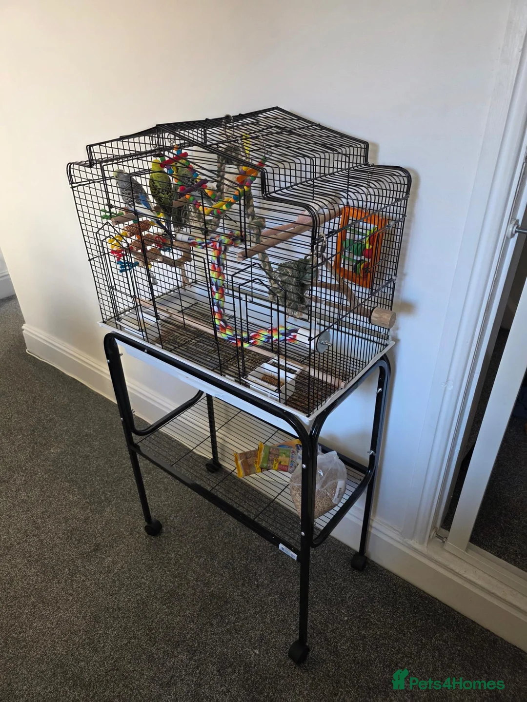 Budgerigars birds for sale: Budgies for sale  - Advert 2