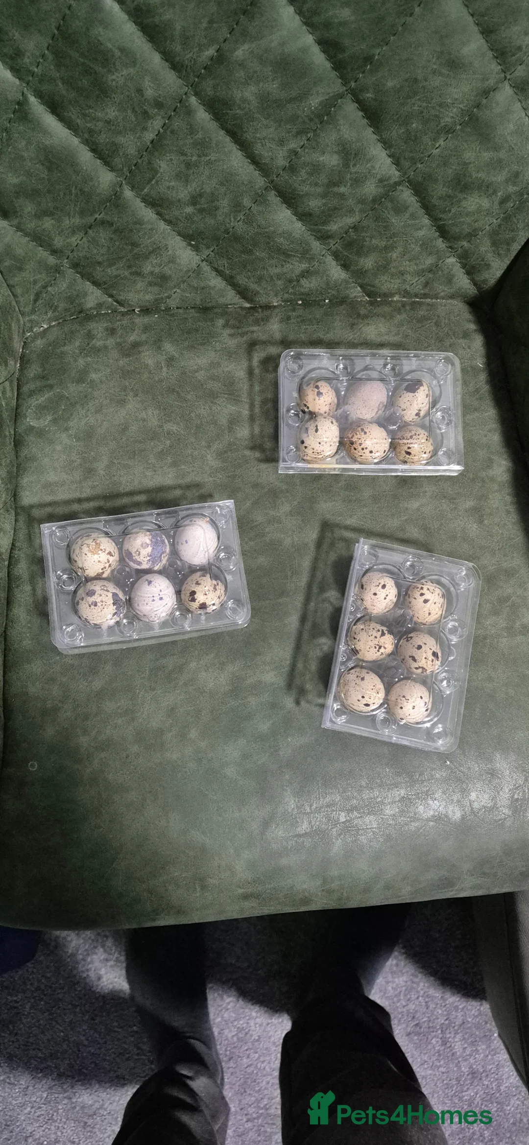 Mixed Breed birds for sale: Jumbo coturnix white and brown Quails eggs - Advert 4