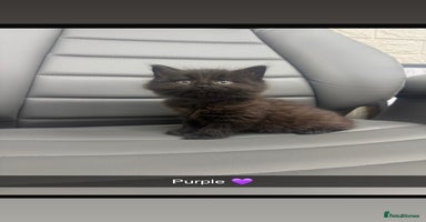 Mixed Breed cats Last kitten - Advert 4