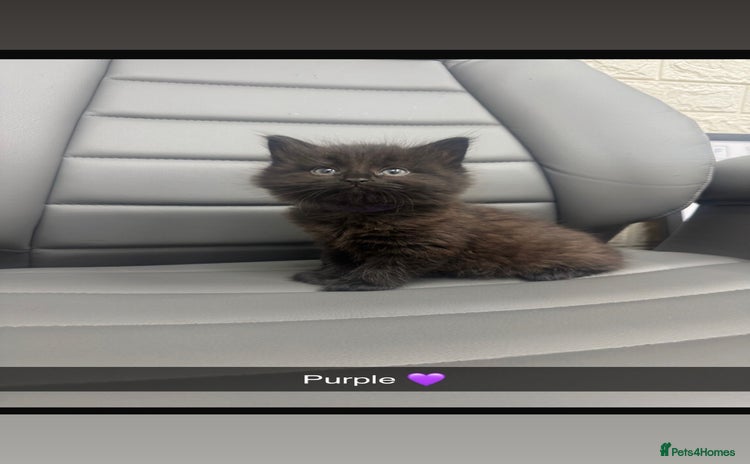 Mixed Breed cats female kittens  - Advert 3