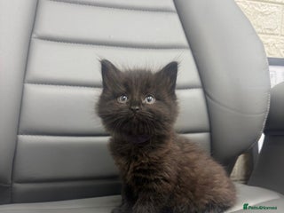 Mixed Breed cats Last Chocolate kitten - Advert 7