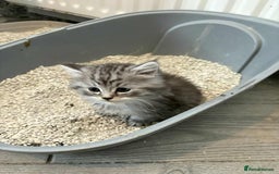 Persian cats for sale: Persian x kittens , 2 separate litters - Advert 35