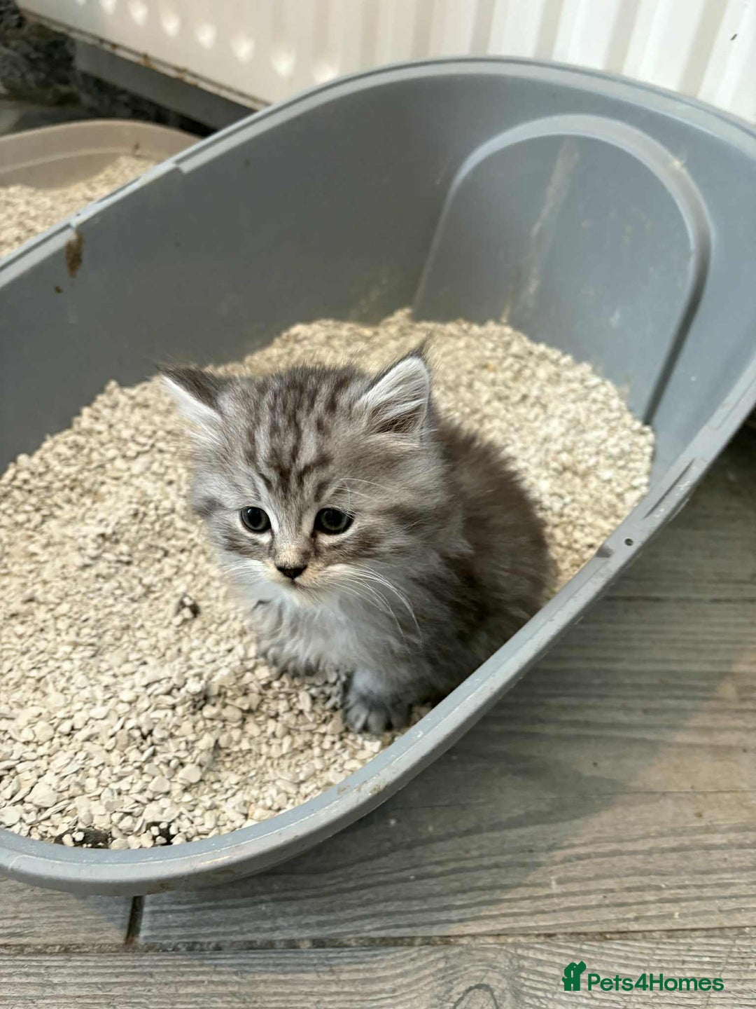 Persian cats for sale: Persian x kittens , 2 separate litters - Advert 35