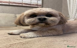 Lhasa Apso dogs for stud: Gorgeous proven KC registered Cooper for **stud** in Pontefract - Image 2