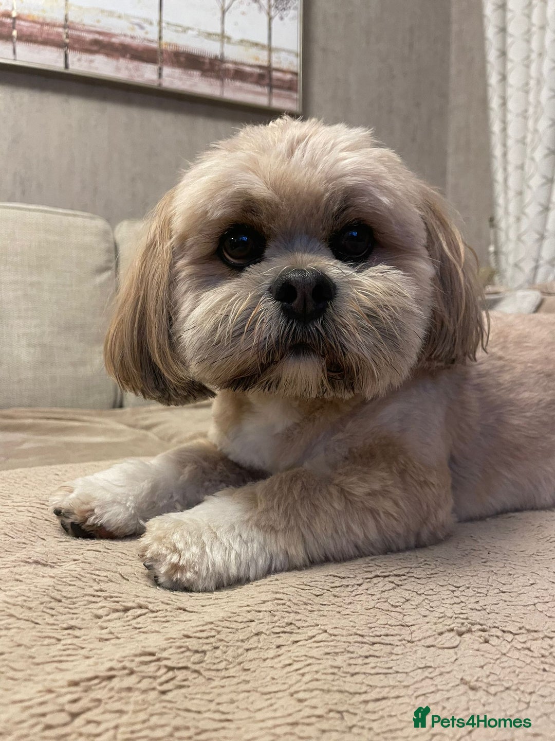 Lhasa Apso dogs for stud: Gorgeous proven KC registered Cooper for **stud** in Pontefract - Image 2