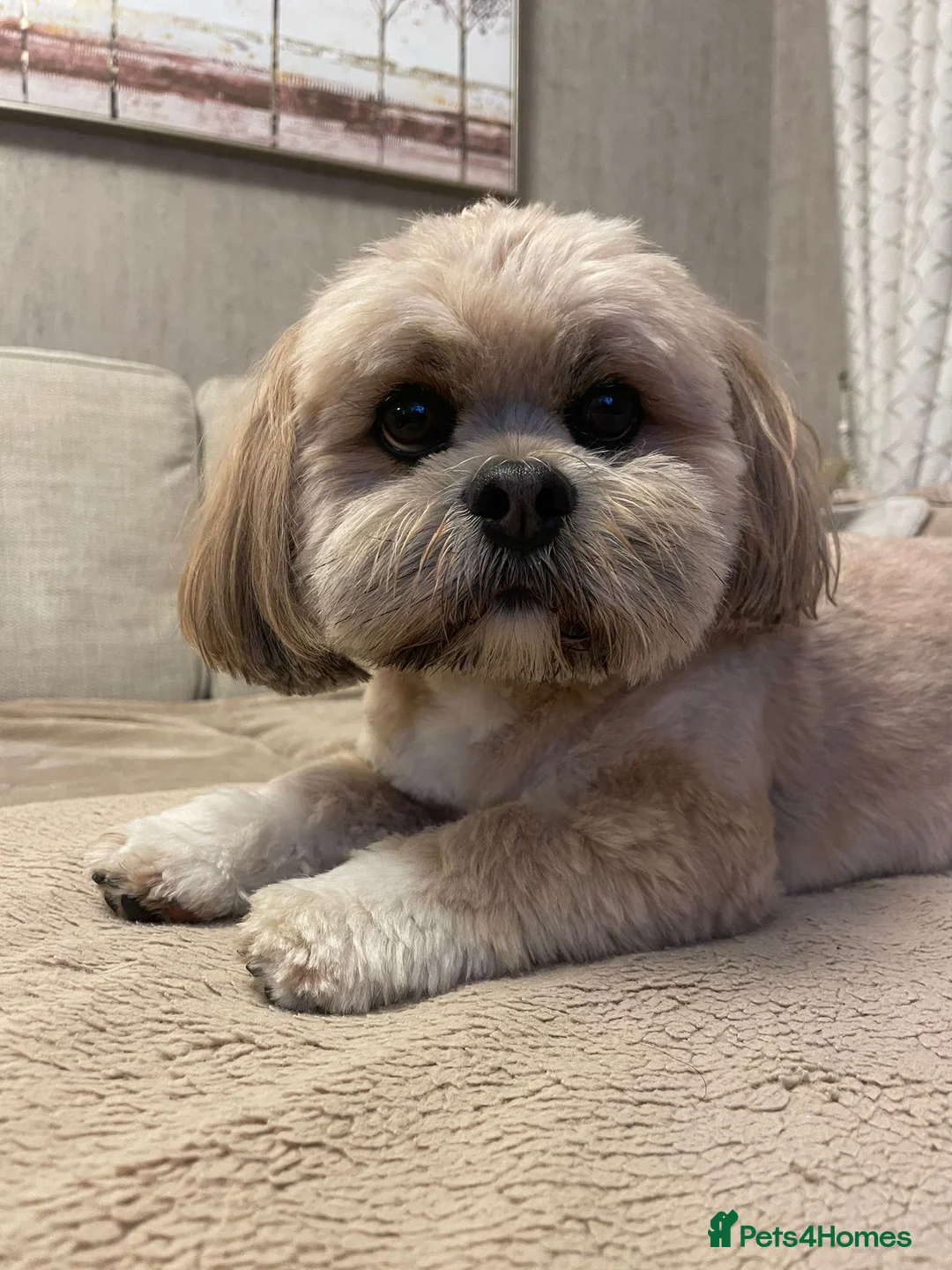 Lhasa Apso dogs for stud: Gorgeous proven KC registered Cooper for **stud** in Pontefract - Advert 2