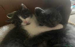 Russian Blue cats for sale: Last little lady  in Waltham Abbey - Image 12