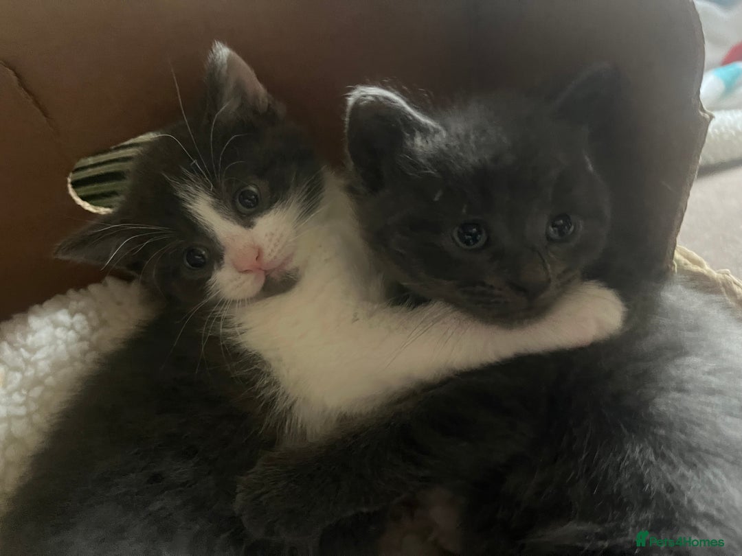 Russian Blue cats for sale: Last little lady  in Waltham Abbey - Image 12