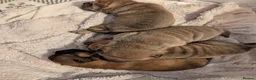 Shar Pei dogs for sale: Beautiful litter of Shar Pei Puppies  - Advert 3