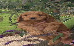 Cockapoo dogs for sale: One boy, cute, full of curiosity and cuddles - Image 5
