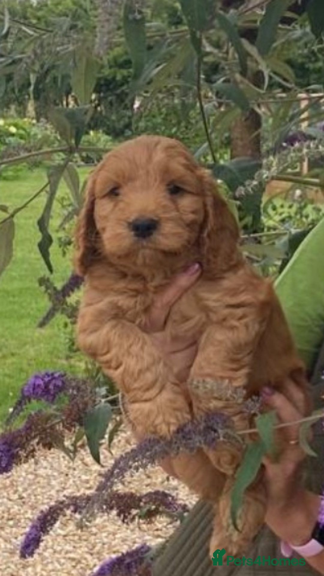 Cockapoo dogs for sale: One boy, cute, full of curiosity and cuddles - Image 5