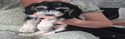 Cockapoo dogs for sale: One Gorgeous Female Cockapoo Puppy Remaining - Advert 4