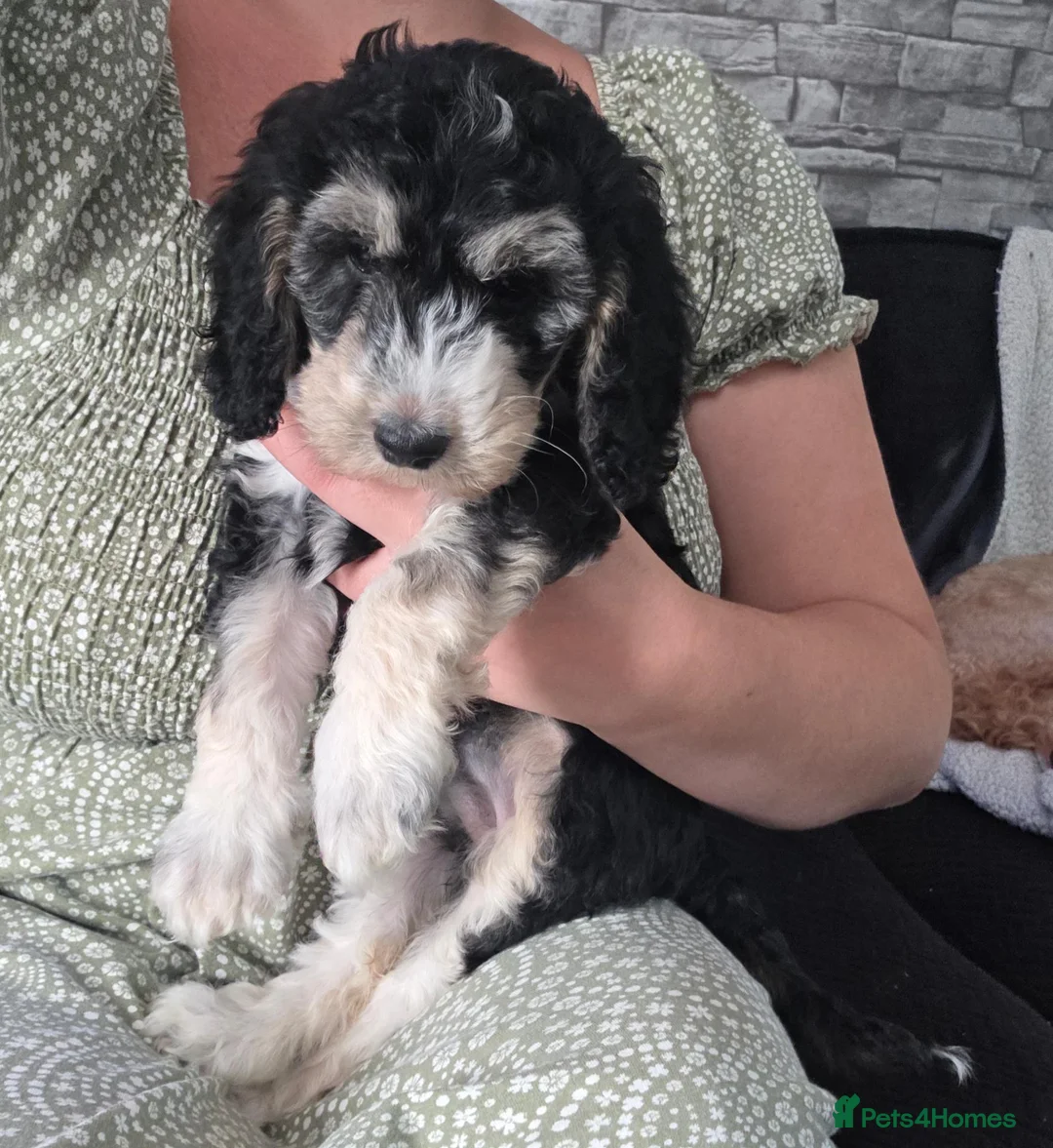 Cockapoo dogs for sale: One Gorgeous Female Cockapoo Puppy Remaining - Advert 4