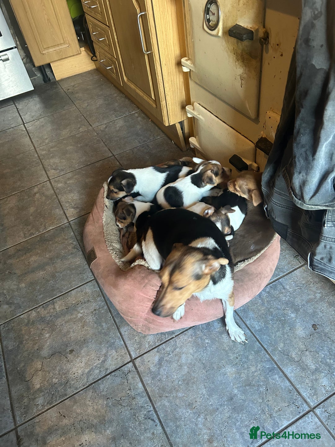 Jack Russell dogs for sale: Jack Russell pups  - Image 4