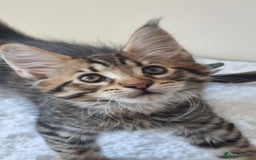 Maine Coon cats for sale: Ready to go now, Maine coon kittens - Image 3