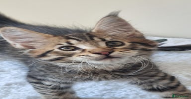 Maine Coon cats - Advert 1
