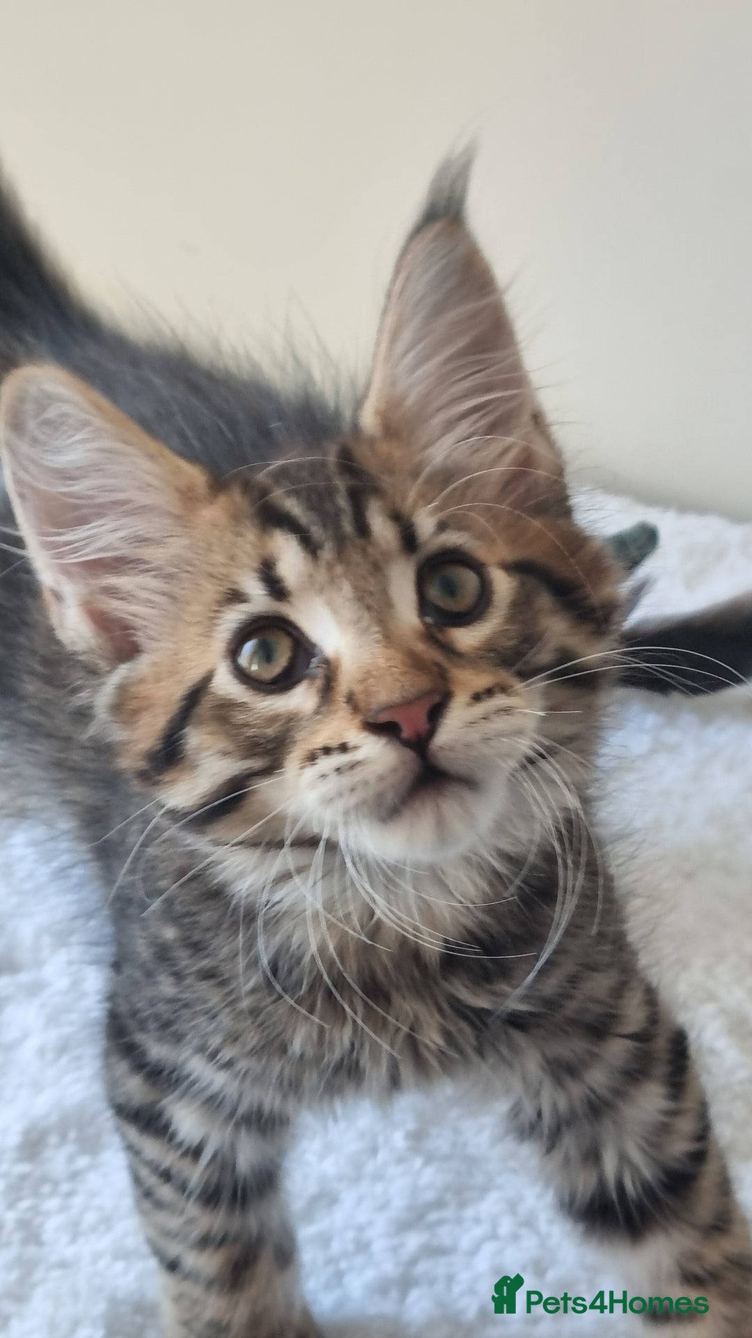 Maine Coon cats for sale: Ready to go now, Maine coon kittens - Image 3