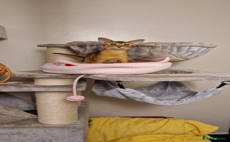 Abyssinian cats Purebred Abyssinian girl 😍 - Advert 1