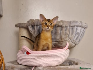 Abyssinian cats Purebred Abyssinian girl 😍 - Advert 3