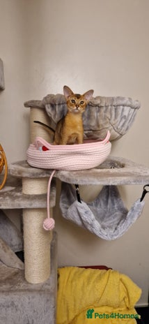 Abyssinian cats Purebred Abyssinian girl 😍 - Advert 1