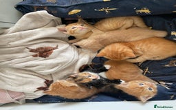 Mixed Breed cats for sale: Part Mainecoon Ginger Litter - Image 9