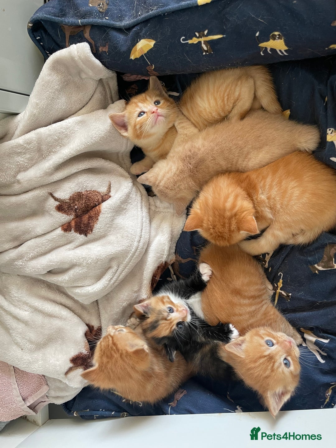 Mixed Breed cats for sale: Part Mainecoon Ginger Litter - Image 9