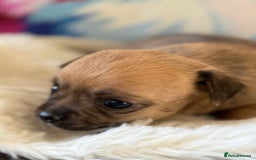 Chihuahua dogs for sale: Stunning Little Short Coat Chihuahuas - Image 2