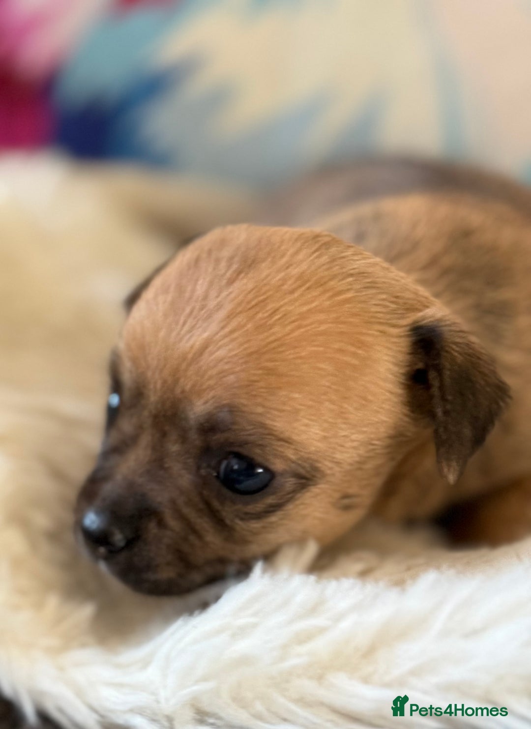 Chihuahua dogs for sale: Stunning Little Short Coat Chihuahuas - Image 2