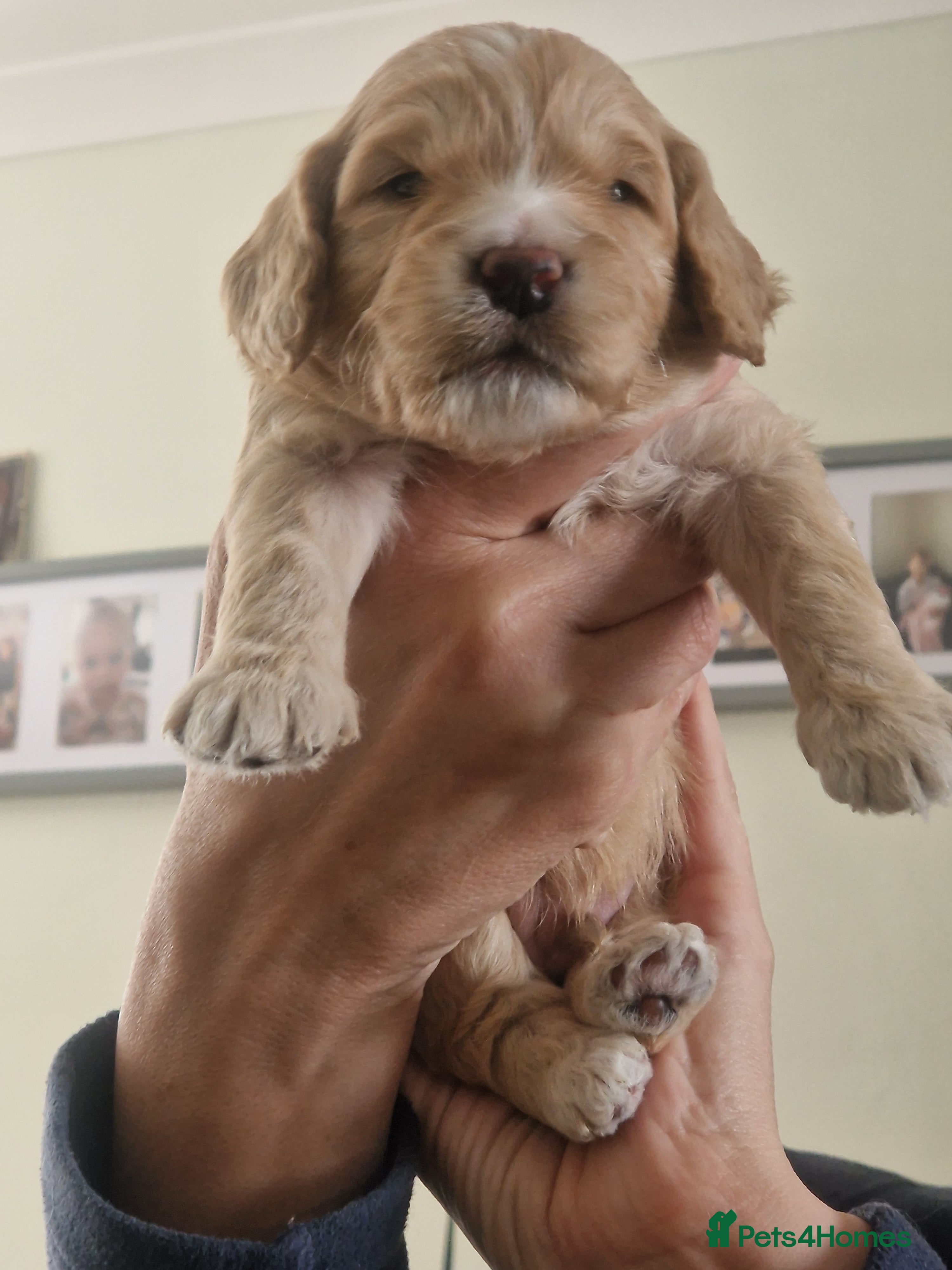 Cockapoo dogs for sale: Last beautiful boy left Gorgeous Golden Cockerpoo - Advert 39