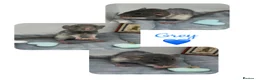 Rat rodents for sale: Baby Dumbo Rats  - Advert 8