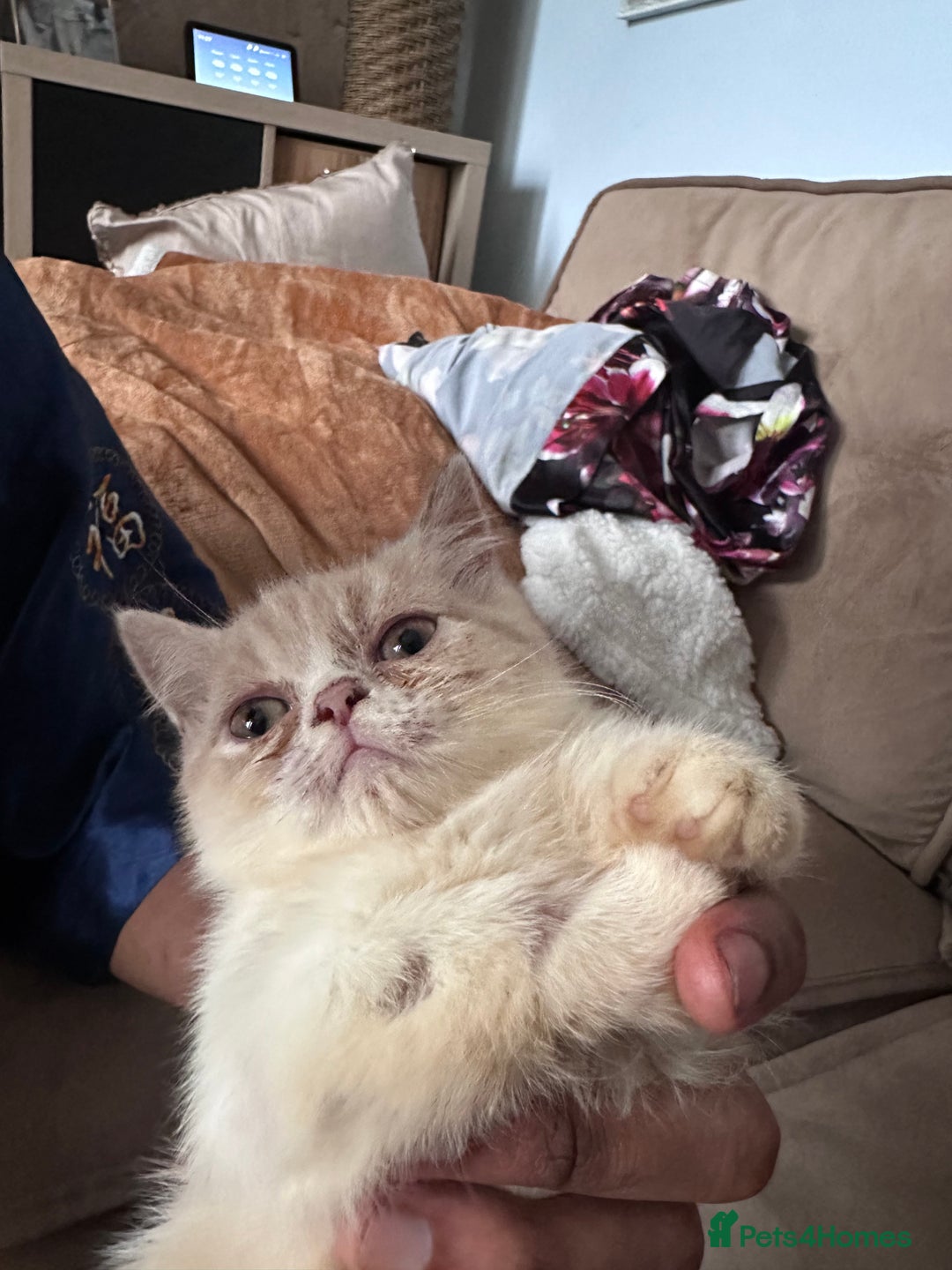 Persian cats for sale: Persian Kittens for sale - Image 2