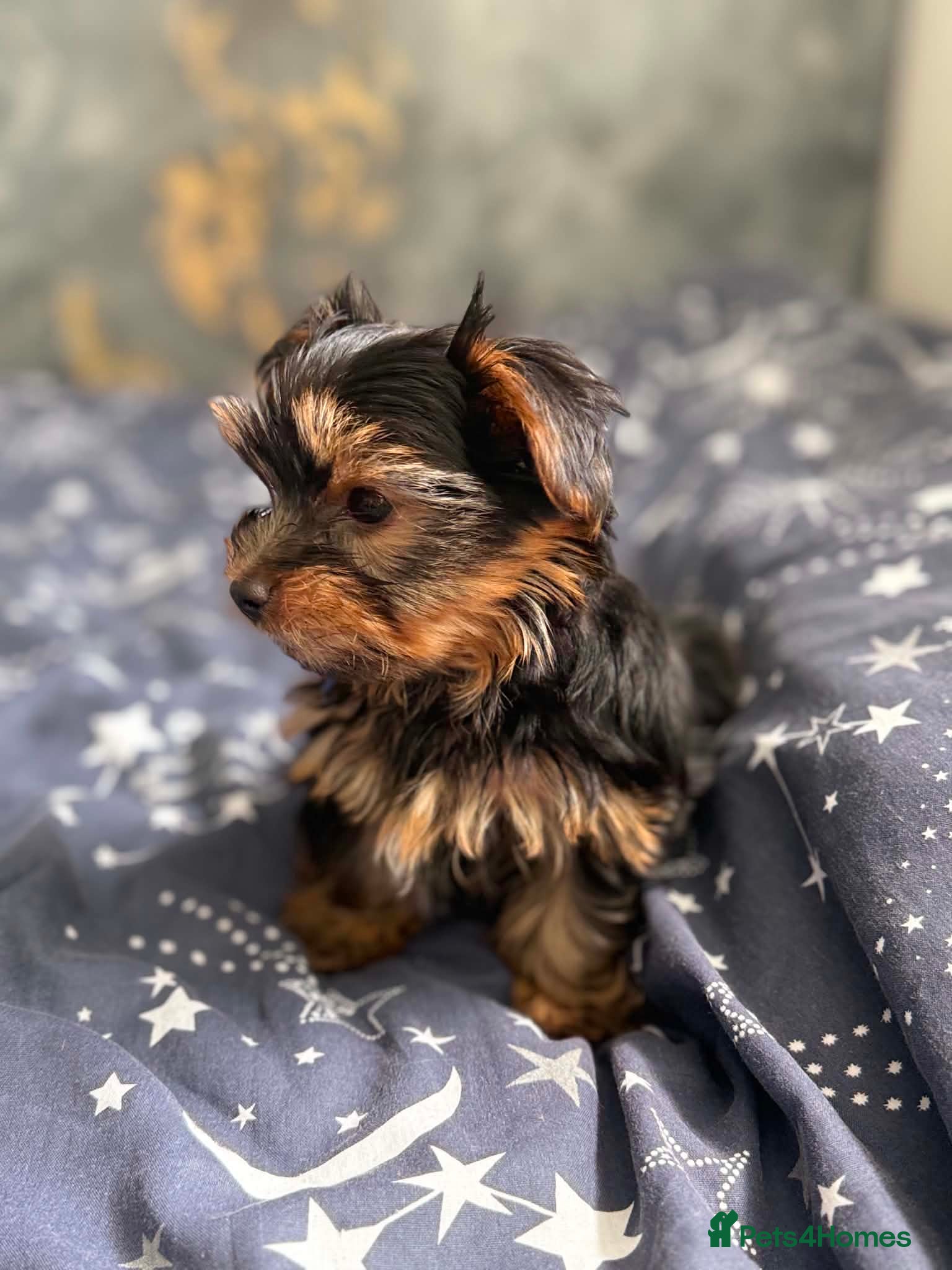 Yorkshire Terrier dogs mini yorkshire terrier  - Advert 3