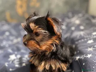 Yorkshire Terrier dogs mini yorkshire terrier - Advert 6