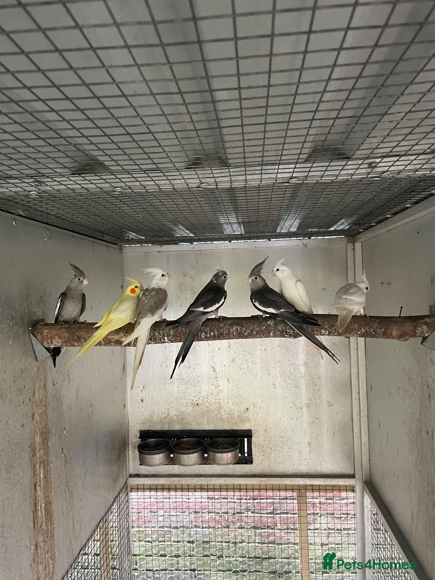 Cockatiels birds Cockatiels and Budgies 2026 Young and Pairs. - Advert 17