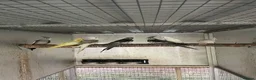 Cockatiels birds for sale: 2026 Young ALBINO / PIED /GREY Cockatiels  - Advert 20