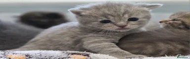 British Shorthair Lilac Tabby Boy