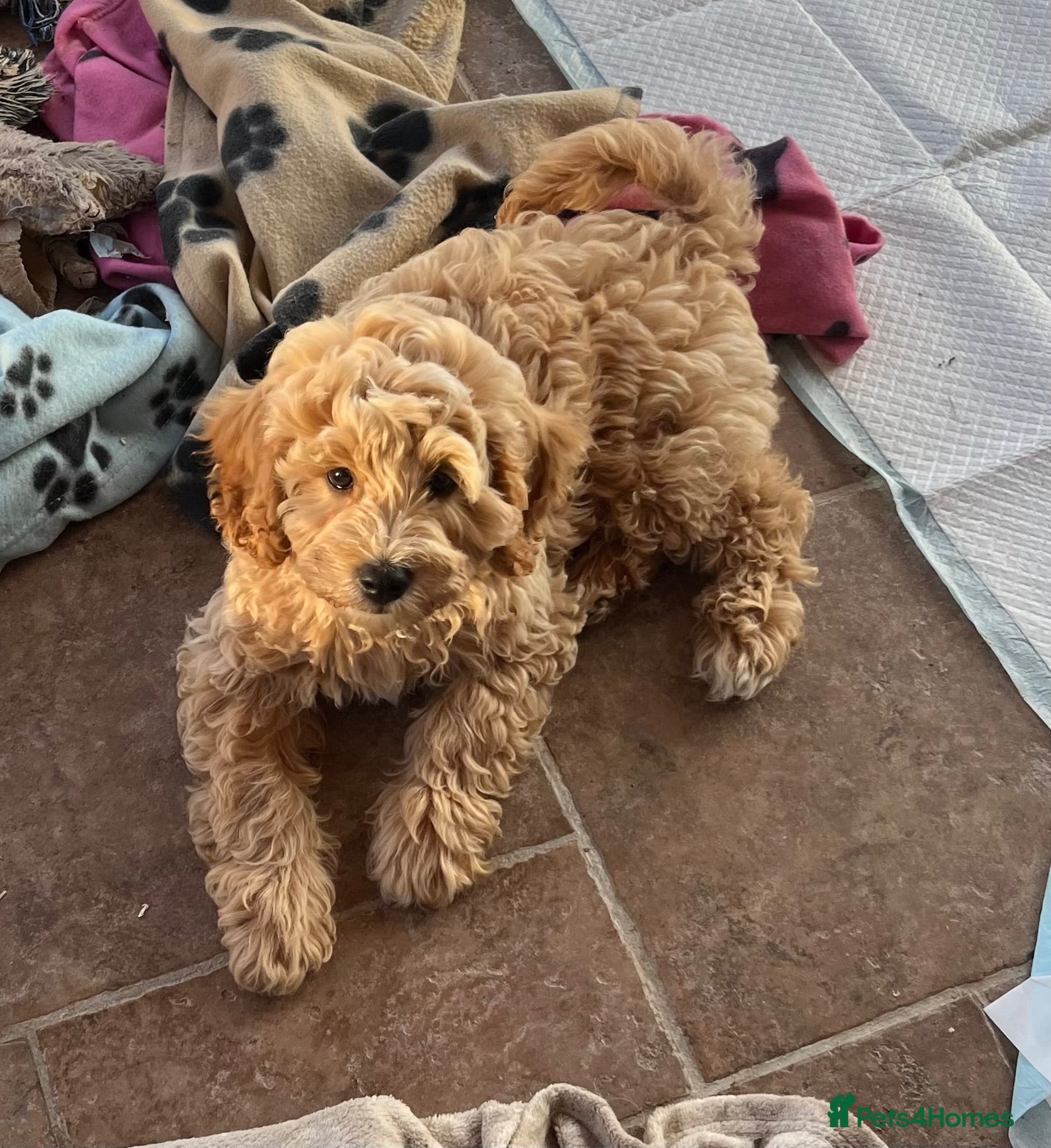 Cavapoochon dogs Cavapoochon puppies  - Advert 1